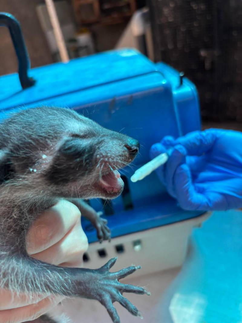 Recupera Gran Acuario Mazatlán mapache bebé tras rescate