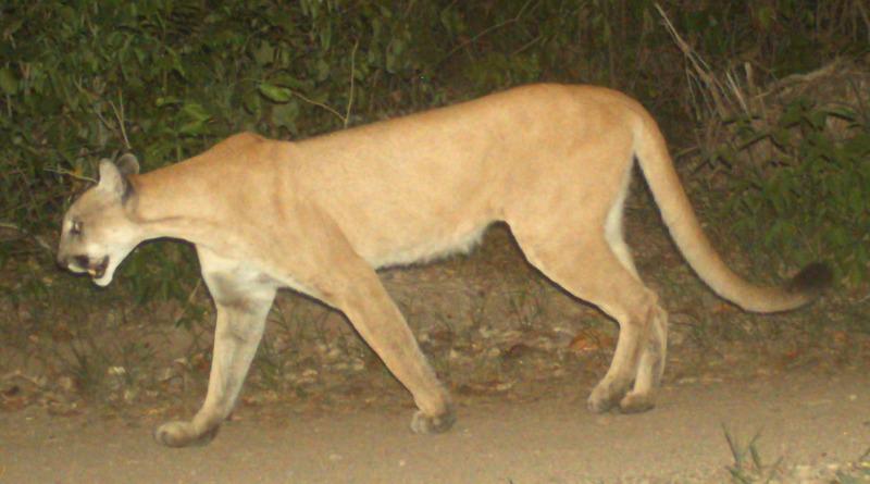 $!Además de amenazas como la pérdida de hábitat, la caza y el tráfico de fauna, los felinos silvestres —como el puma de la imagen— se enfrentan a la transmisión de enfermedades de animales domésticos, una problemática que alerta a los científicos y grupos de conservación.