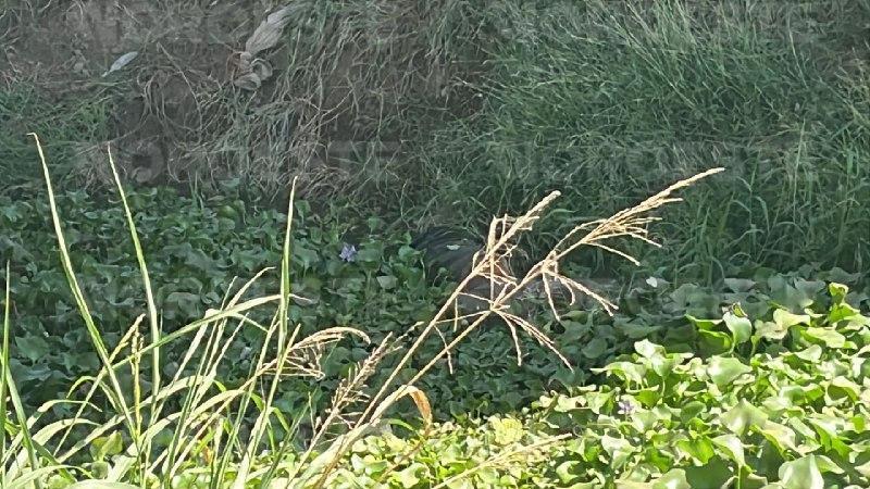 $!Hallan cuerpo con disparos y maniatado en canal de riego de Costa Rica, Culiacán