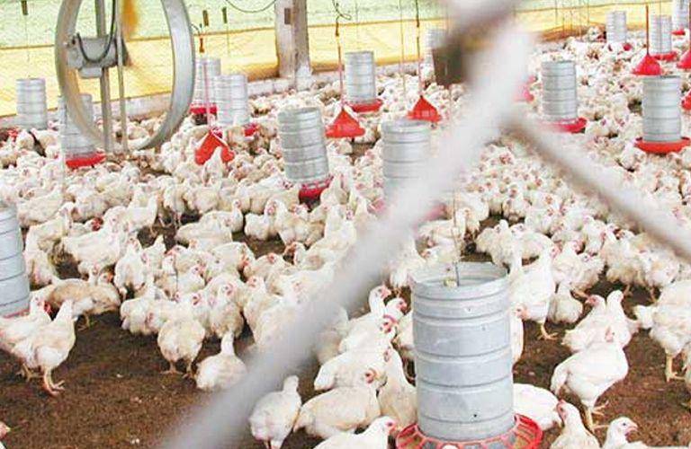 Detectan gripe aviar en granjas de Coahuila y Durango