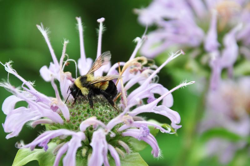 $!La abeja Bombus affinis está en peligro en toda su área de distribución en Norteamérica.