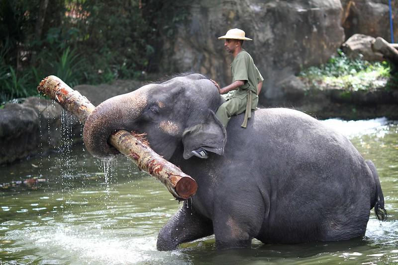 $!Un elefante muestra su fuerza en una «presentación de elefantes» en el Zoológico de Singapur.