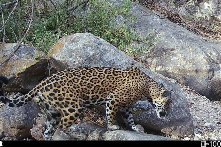 La población de jaguar creció un 10 por ciento en Sinaloa, revela censo