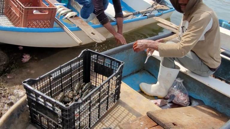 Pescadores de la presa Sanalona capturan langostinos, aunque no lo pueden vender.