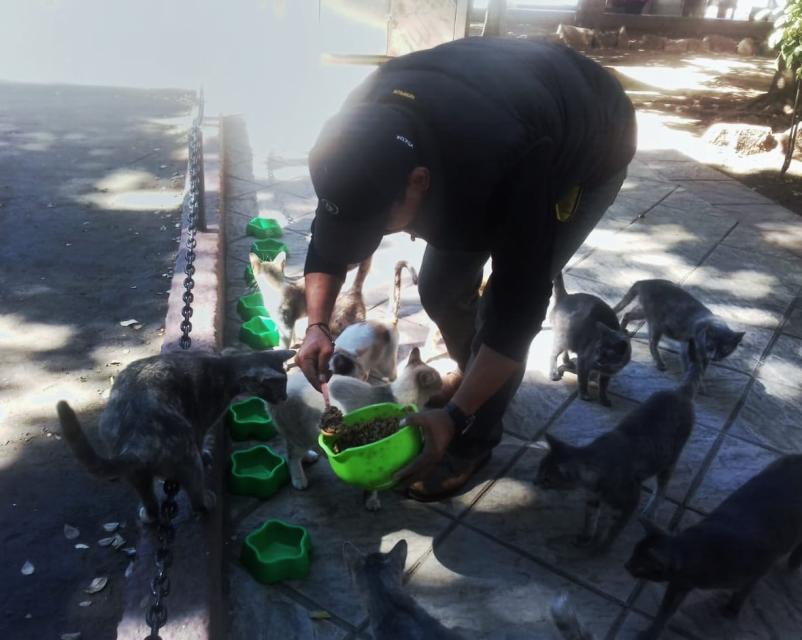 $!Vicente Sánchez es ‘El señor de los gatos de Catedral’ en Culiacán, protector de mininos callejeros