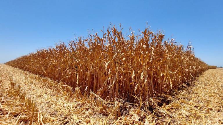Recupera terreno precio del maíz y sube a $6,138 por tonelada