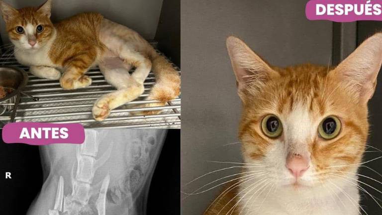 Fundación Laika trabaja desde hace casi 15 años en el rescate animal.