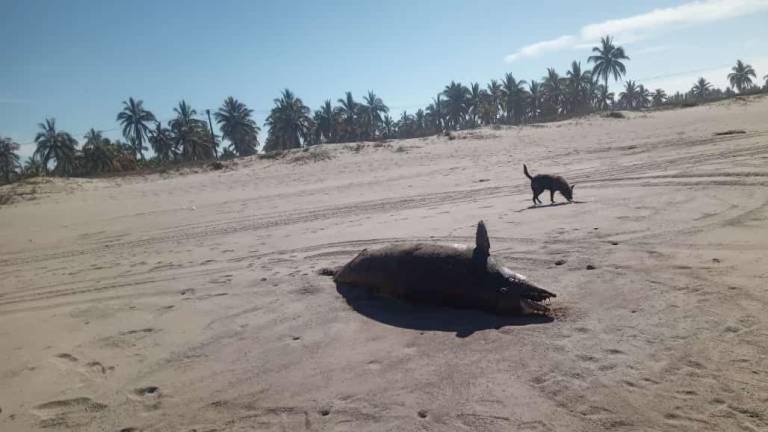 Aparece delfín muerto en las playas de Rosario