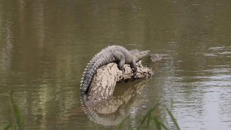 Los cinco cocodrilos que se han avistado en Parque Las Riberas aún no han sido reubicados.