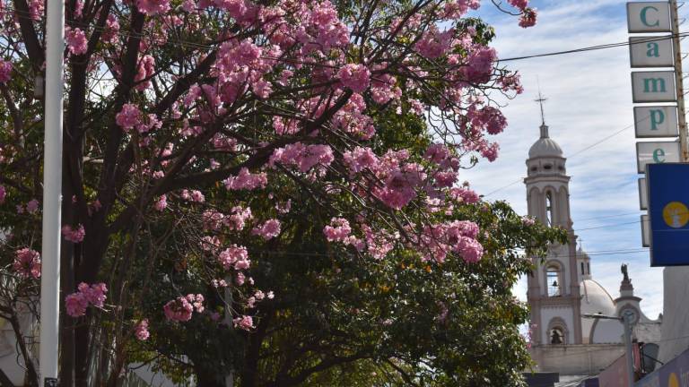 Los árboles de amapa rosas y amarillos florecen en Culiacán y resaltan el atractivo en las calles del Centro.
