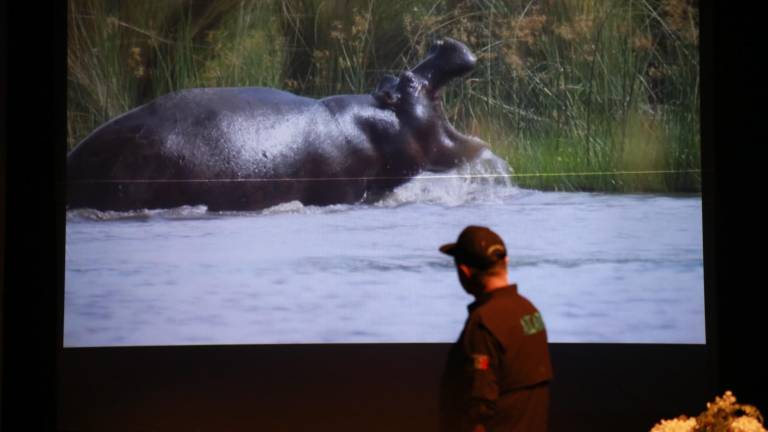 En la capital de Sinaloa se espera que la llegada de 10 hipopótamos de Pablo Escobar puedan ser vistos como un atractivo más para locales y visitantes