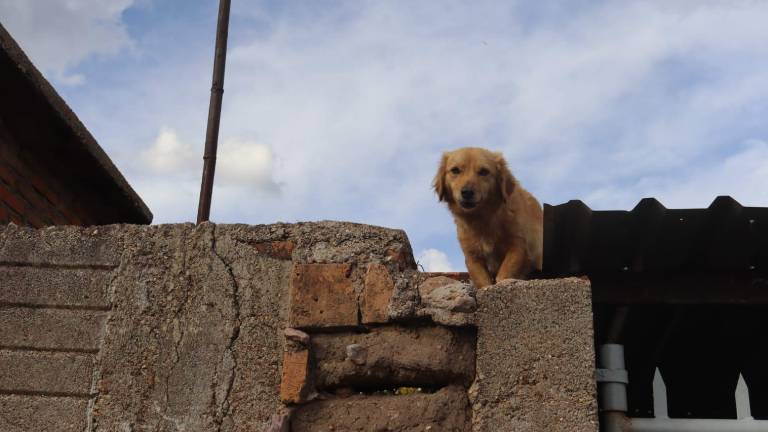 El servicio será gratuito para las 50 y 60 primeras mascotas.