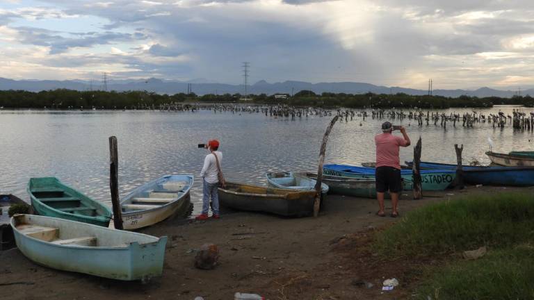 El Jefe de Pesca y Acuacultura informó que se hizo el muestreo en los esteros de Escuinapa para ver el origen de la mortandad de peces.