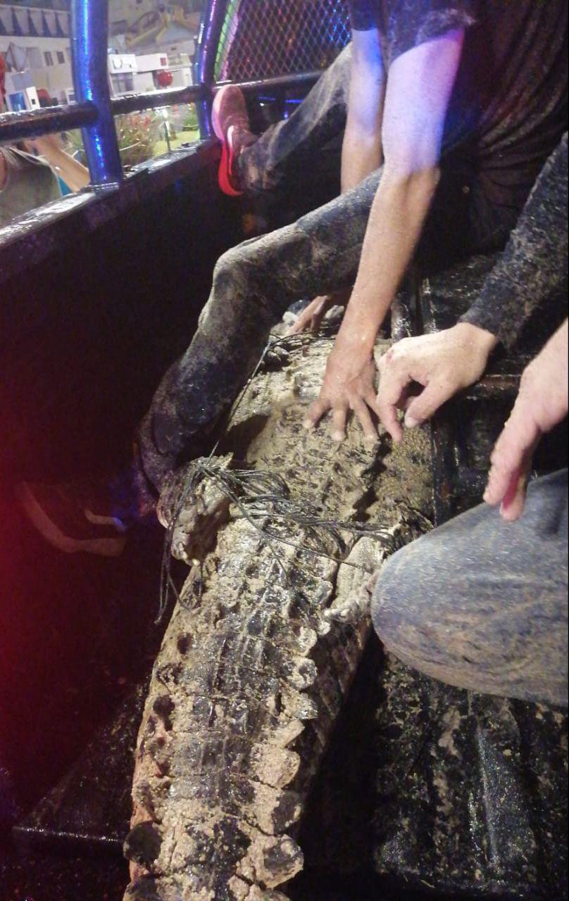 $!Capturan a cocodrilo que llegó a playas del malecón de Mazatlán