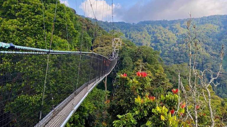 El Parque Nacional Nyungwe es la primera inscripción de Ruanda a la Lista del Patrimonio Mundial.