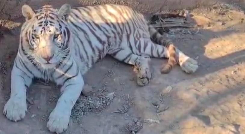 $!Ya van 11 felinos, entre leones y tigres de bengala, los rescatados en la crisis de seguridad