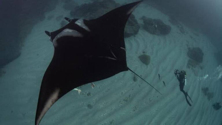 La doctora Madalena Pereira Cabral filmando a una mantarraya oceánica bautizada como Alice, en el Parque Nacional Revillagigedo.