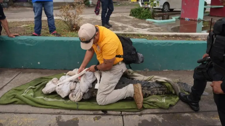 Vecinos capturaron un cocodrilo de más de dos metros en Mazatlán durante la mañana de este martes.