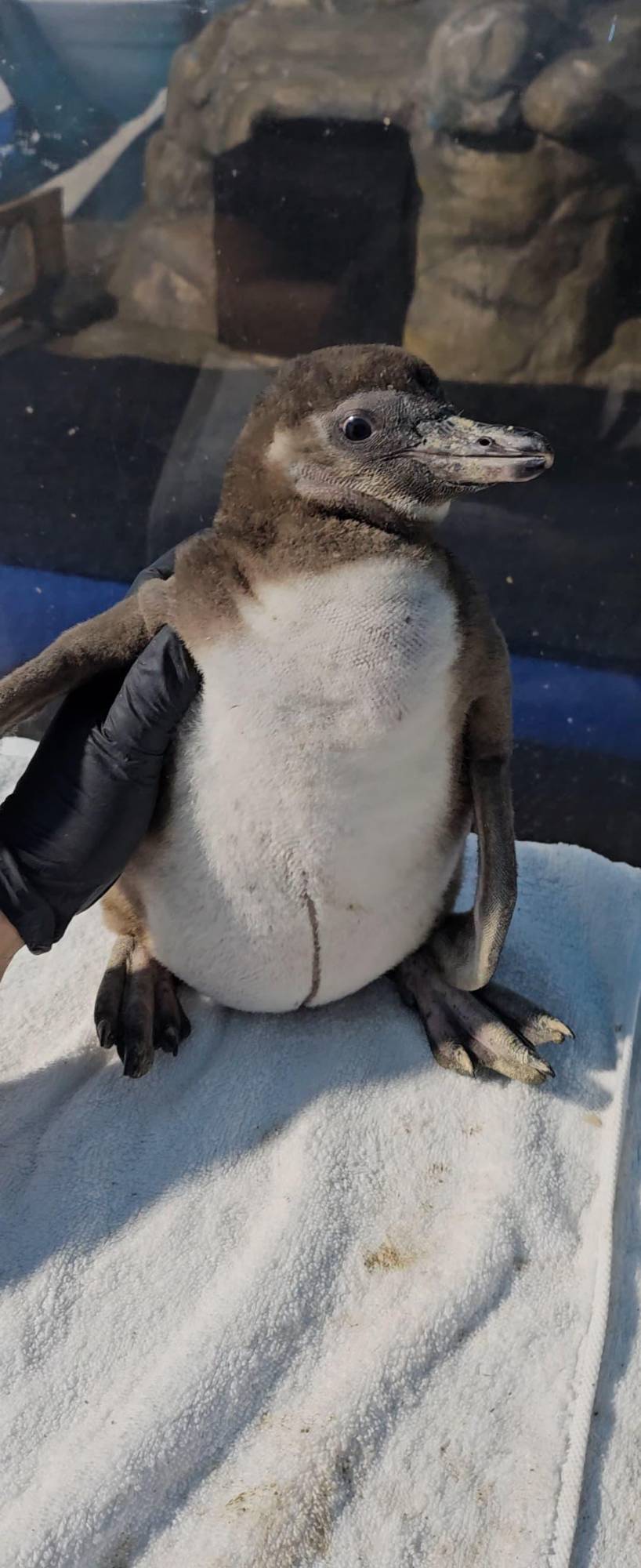 $!Cumple 3 meses pequeño pingüino nacido en el Gran Acuario Mazatlán