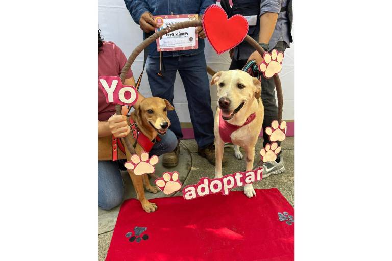 Realizan 22 esterilizaciones y dos mascotas hallan un hogar verdadero en Mazatlán