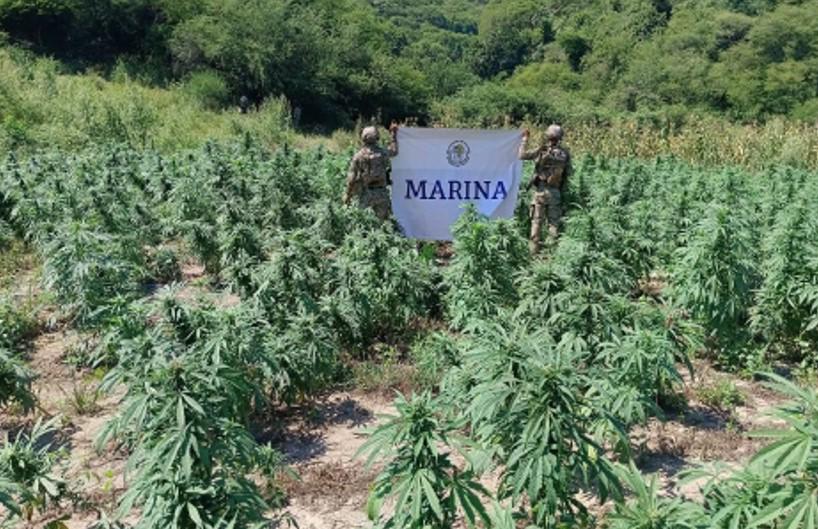 $!Marina localiza y destruye 132 toneladas de plantas de mariguana, en Tamazula, Durango
