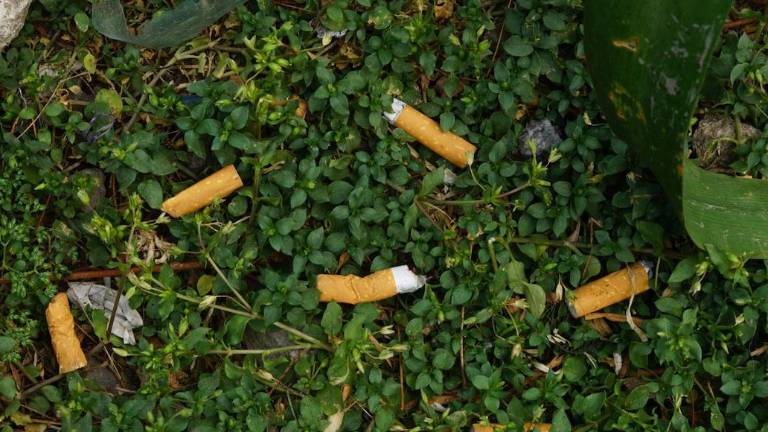 En México, donde hay 15.6 millones de fumadores, se desechan 50 mil millones de colillas al año.