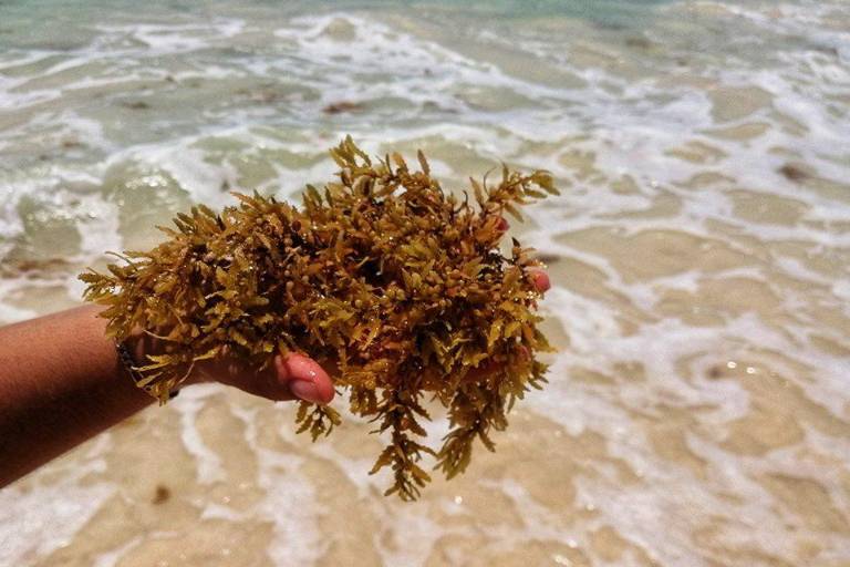 Marea roja y sargazo: problemas derivados del incremento de temperaturas y descargas residuales