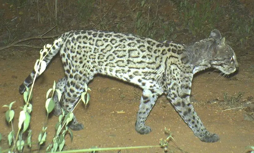 $!Ocelote con sarna registrado en la Reserva de la Biósfera Chamela-Cuixmala.