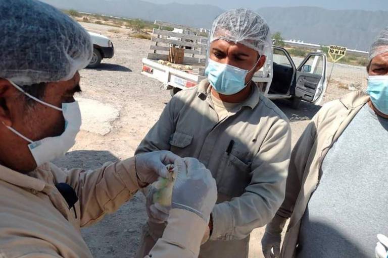 OMS confirma muerte del primer caso humano de gripe aviar en México