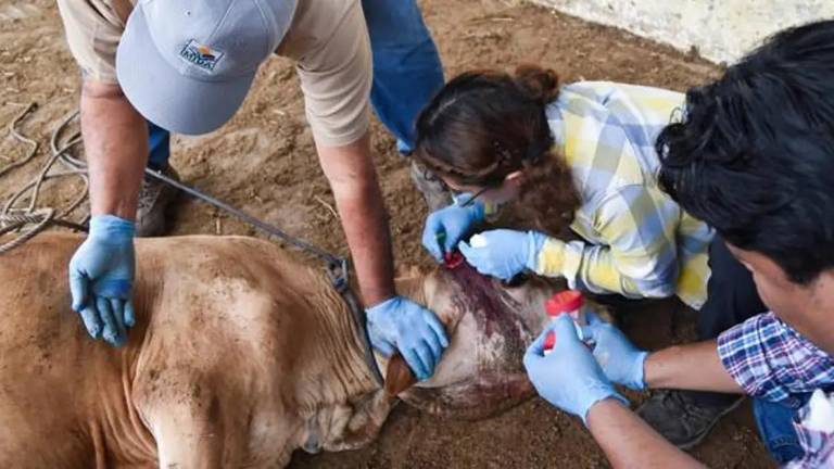 En Sinaloa reportan 40 casos activo de gusano barrenaddor.
