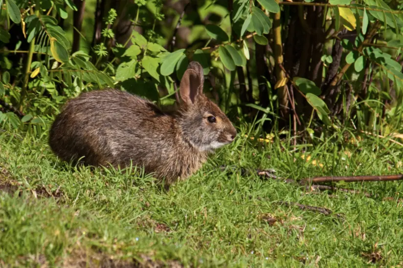 $!Fotografía del Conejo de Omiltemi (Sylvilagus insonus) tomada en 2009 por el fotógrafo Stephen John Davies, en Guerrero.