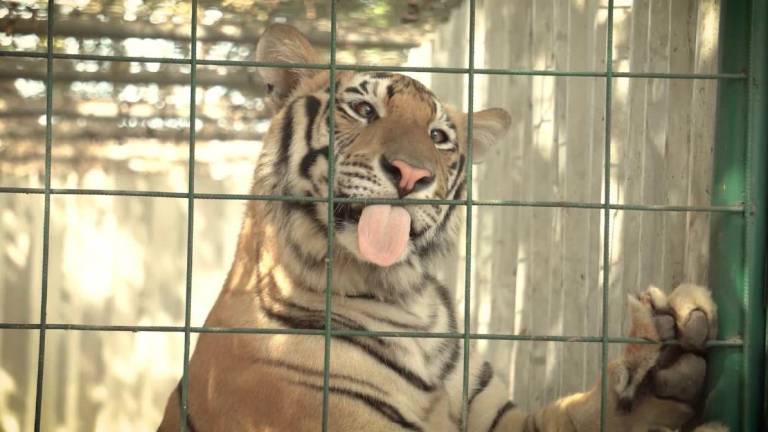 Alrededor de 200 tigres abandonados, decomisados y rescatados fueron llevados a la India.