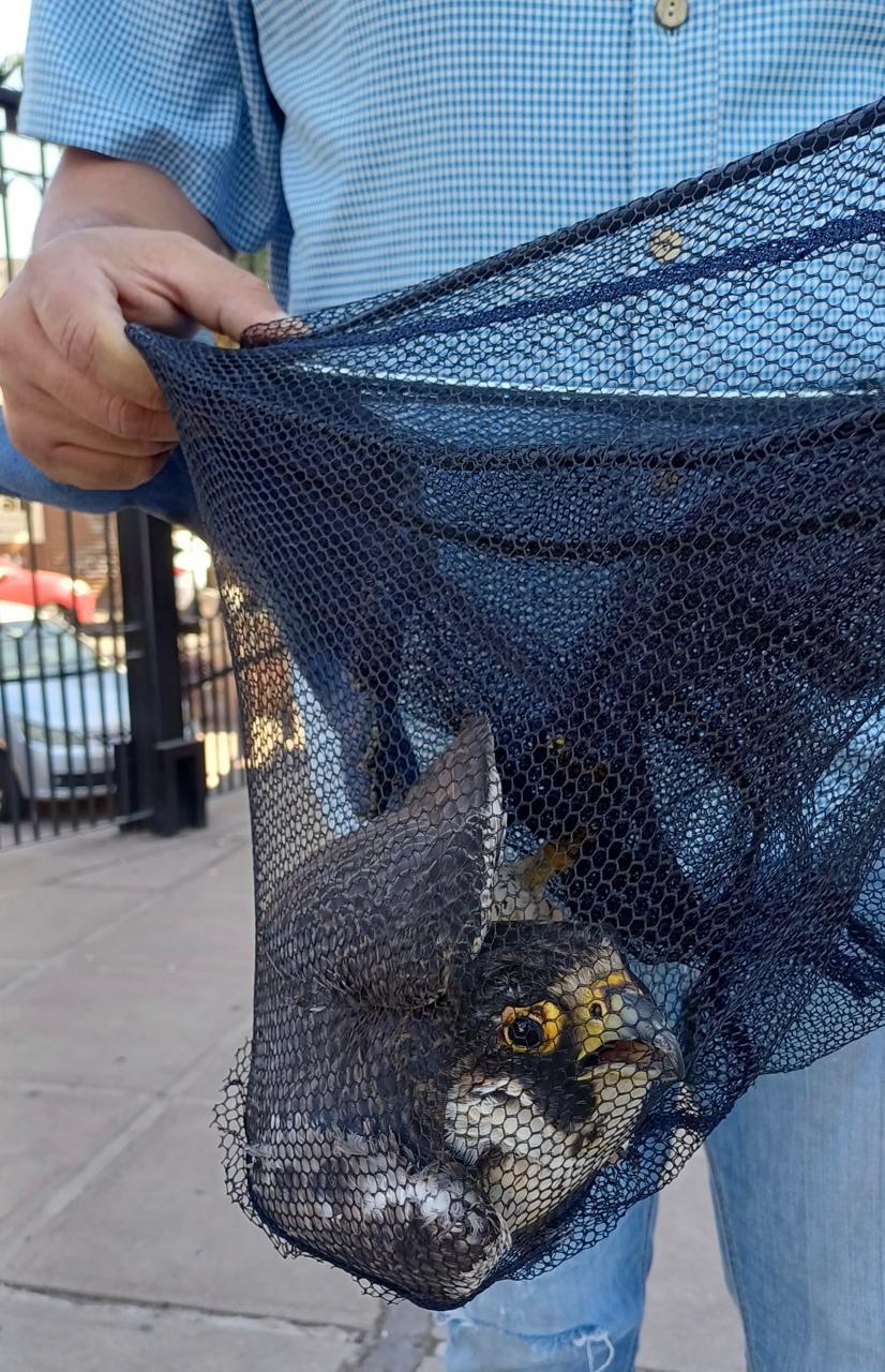 $!Rescatan a halcón atrapado en red en iglesia del Centro de Culiacán