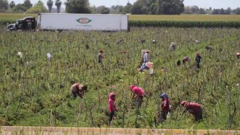 El campo sinaloense enfrenta una crisis compleja debido a temas como la escasez de agua y la situación de violencia.