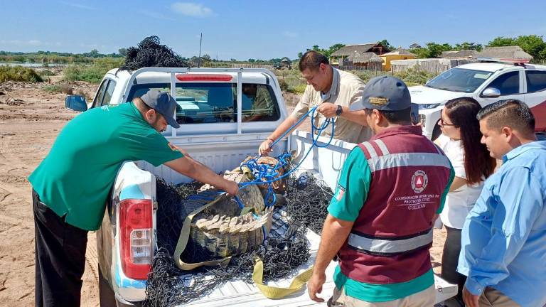 Con este, suman tres cocodrilos liberados por parte de PC Culiacán y GEPA en lo que va del presente año.