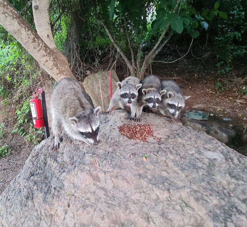 $!Exponen riesgos a la fauna y flora del Cerro del Crestón por la invasión de gatos y mapaches