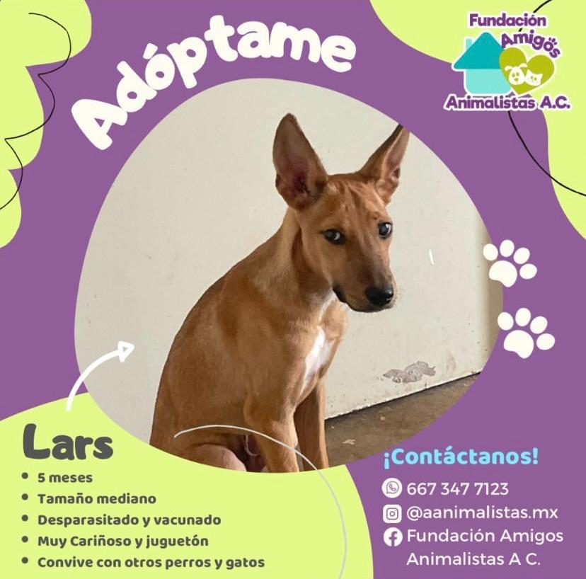 $!Así puedes rescatar a un perro o gato en situación de calle, según activista