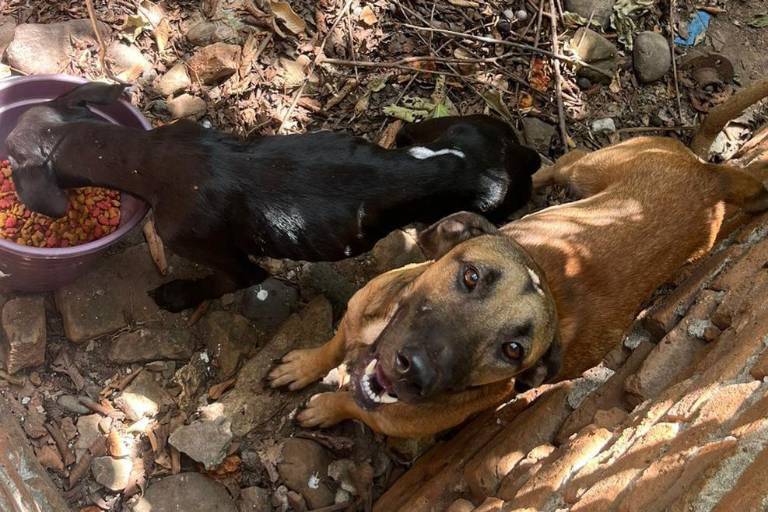 Alcaldesa de Rosario descarta construir la primera perrera en Rosario, pero busca crear albergue a título personal