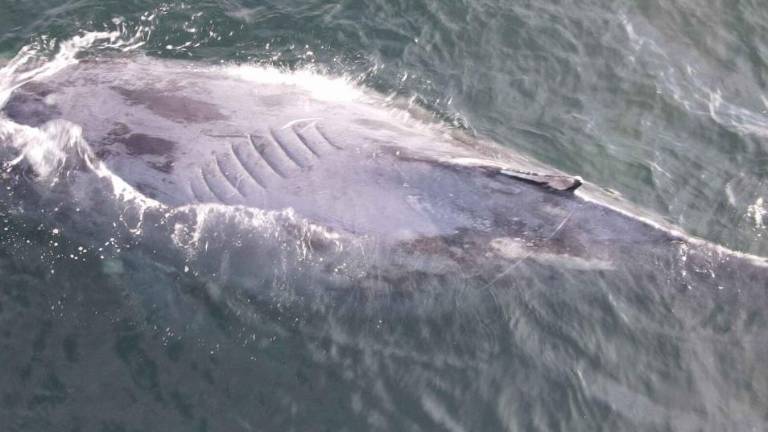 Una ballena juvenil con las cicatrices que le dejó una embarcación en diciembre de 2024.
