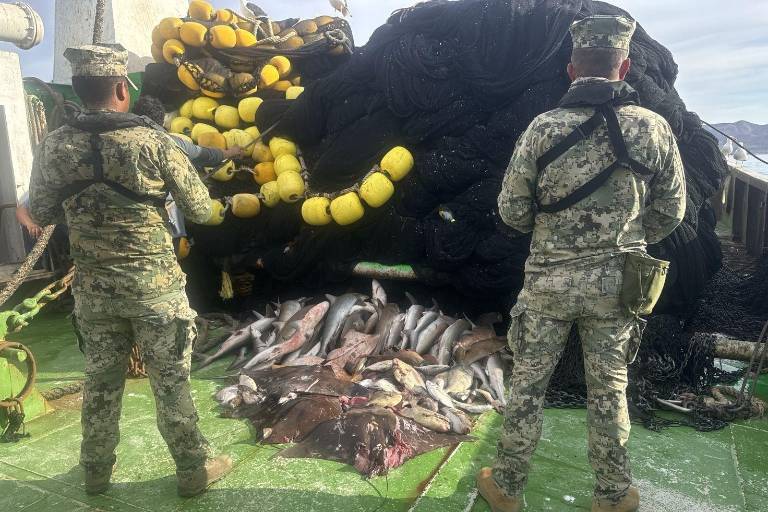 Asegura Marina en un buque 62 ejemplares de tiburón y 4 de mantarraya en veda
