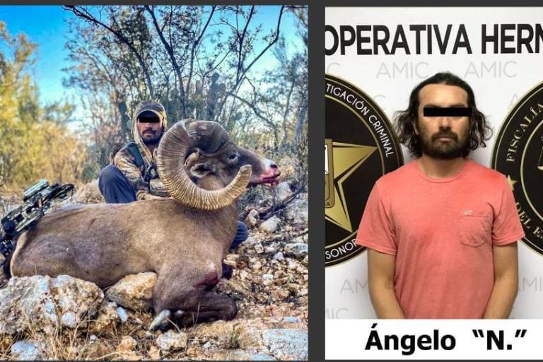 Capturan a cazador en Sonora por llevar cornamenta de borrego cimarrón