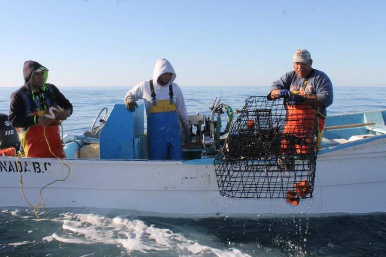 Las olas de calor marinas impactan gravemente a las pesquerías locales de Baja California, México
