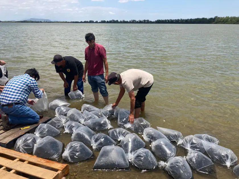 $!Programa de siembra de alevines en Culiacán está cerca de la meta con un 85%