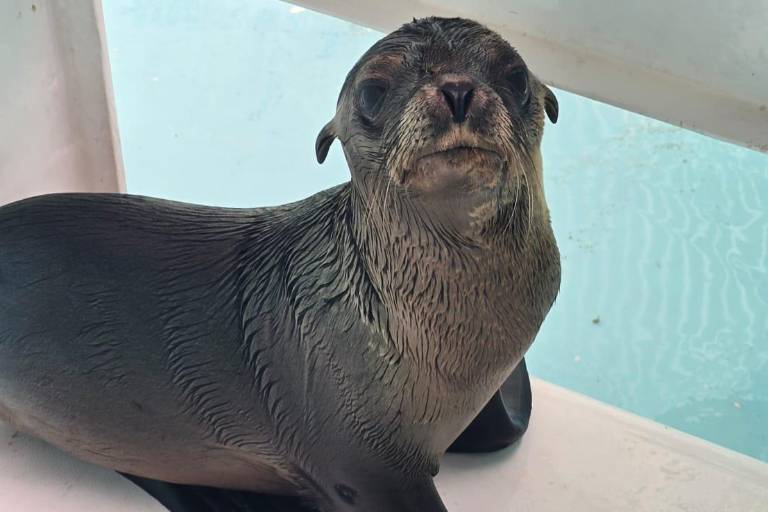 Equipo de rescate y bienestar animal del Gran Acuario rescatan a lobo marino en canales de la Marina Mazatlán