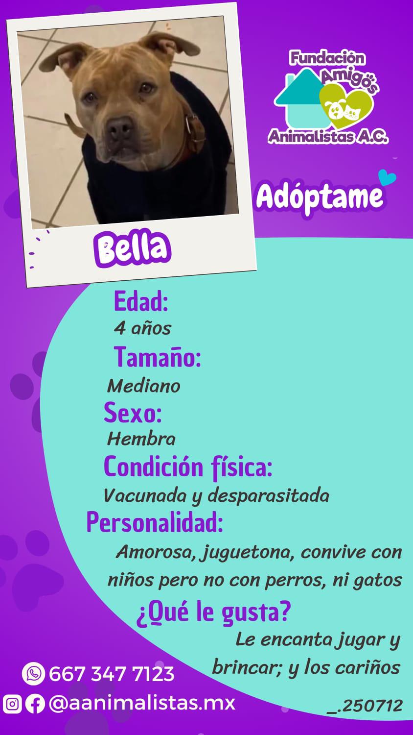 $!Así puedes rescatar a un perro o gato en situación de calle, según activista