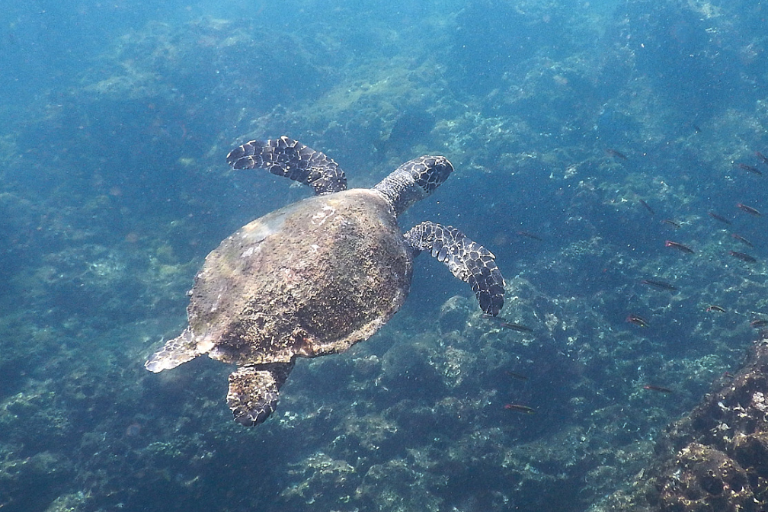 Conoce la tres iniciativas para mitigar la captura incidental de la tortuga marina