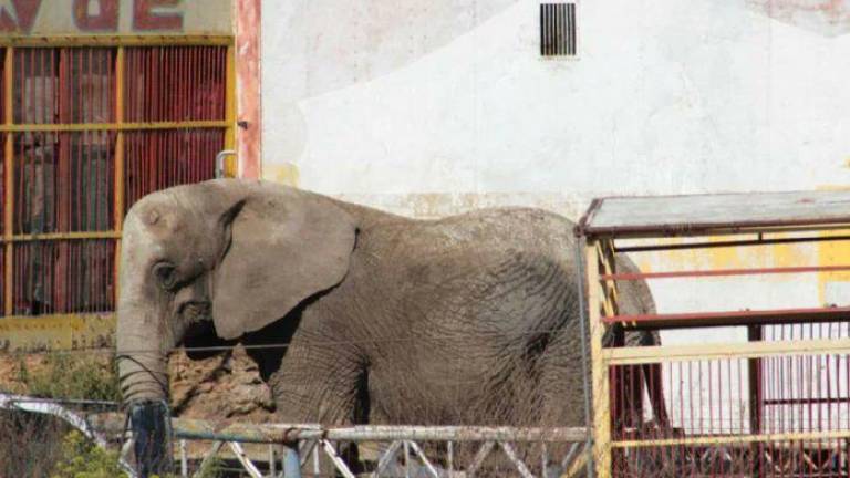 Asegura Profepa elefanta abandonada y amarrada en Jalisco