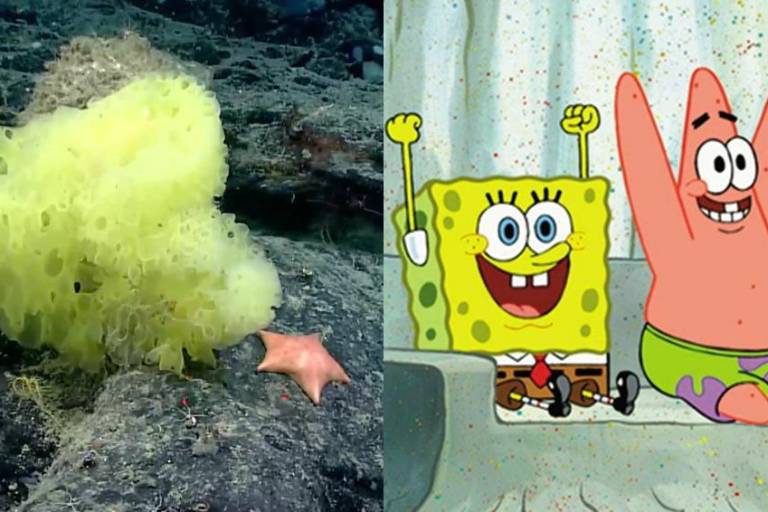 Encuentran ‘versión real’ de ‘Bob Esponja’ y ‘Patricio Estrella’