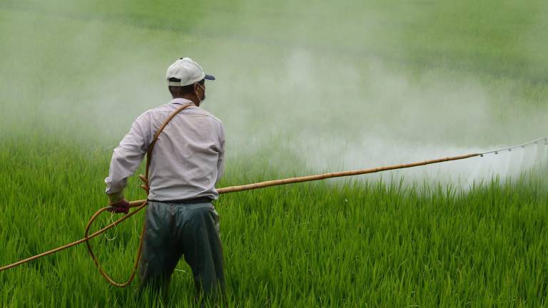 UMFFAAC señala que la producción del maíz se redujo en más de un millón 600 mil toneladas en 2023.