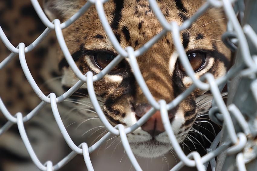 $!Sin salida: la irreversible realidad de los felinos que son rescatados del tráfico de animales